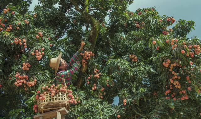 南方农村报 李嘉镓 制图