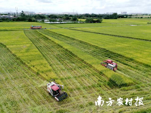 石灘鎮(zhèn)早稻正在機(jī)械化收割作業(yè)中,。 