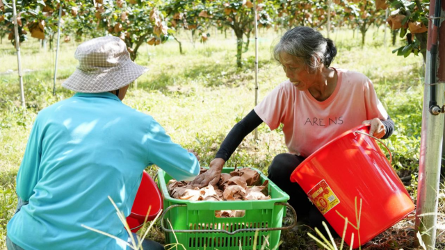 连州水晶梨带动当地农民持续增收增产。