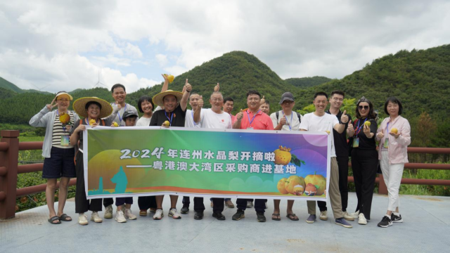 粤港澳大湾区采购商走进水晶梨种植基地实地考察。