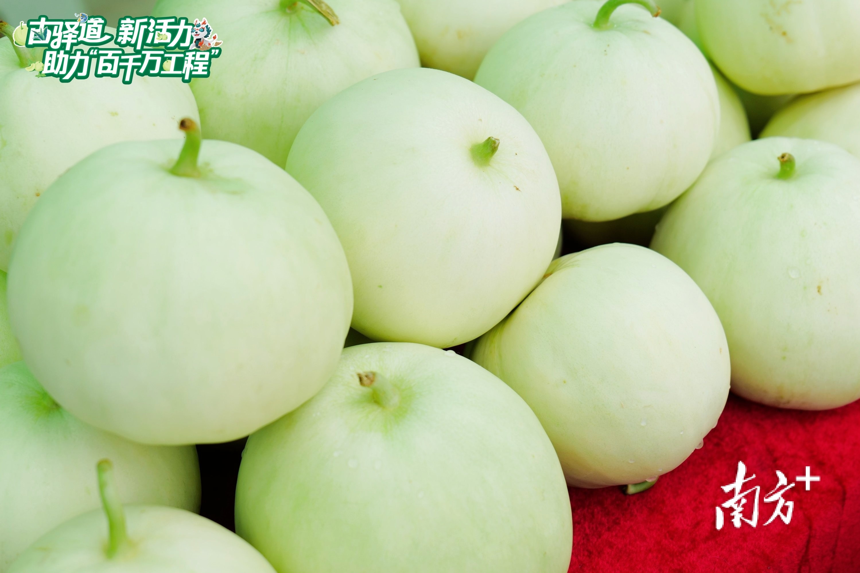 三水区乐平镇出产的雪梨瓜肉质爽甜、瓜香味浓、风味独特。