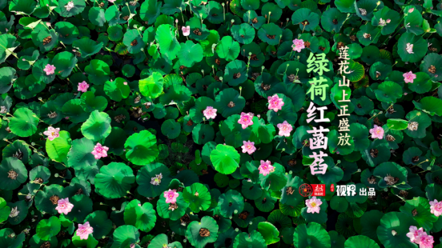 周末打卡！莲花山上绿荷红菡萏正盛放