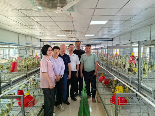 澄海考察组调研富锦市鹅养殖基地。