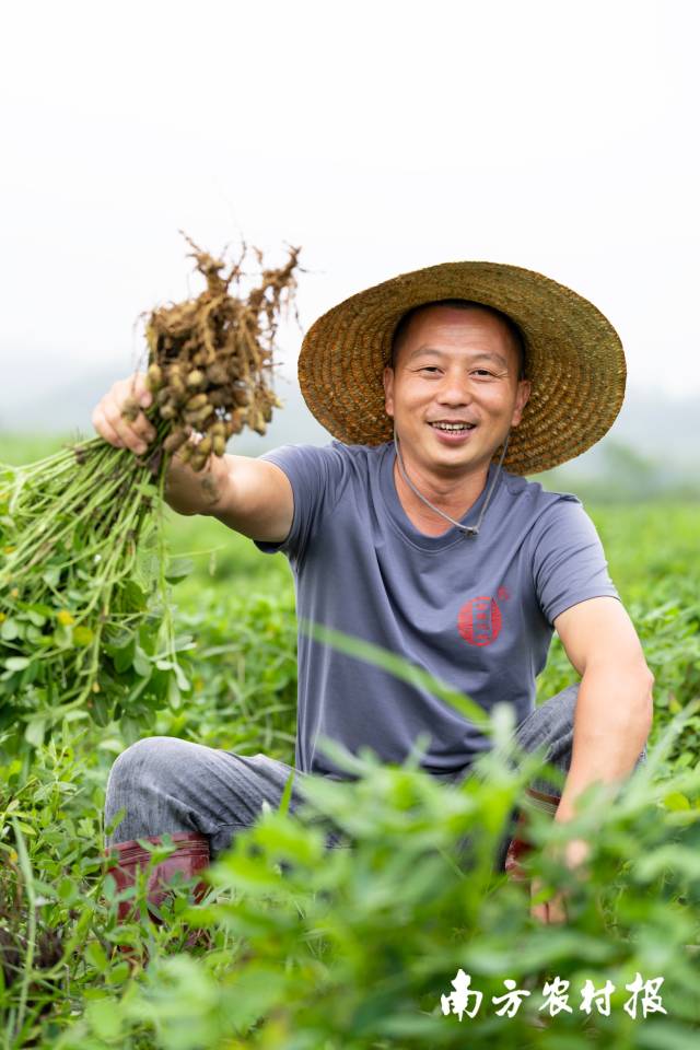 马珍平在花生地里劳作。