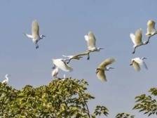 鹤山大埠村：水美鱼肥引凤来｜江门典型村调研