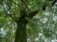 顾屋村的“感恩树”