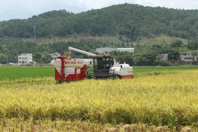 智能农机水稻机收演示现场。