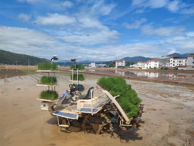 智能插秧机演示插秧过程。