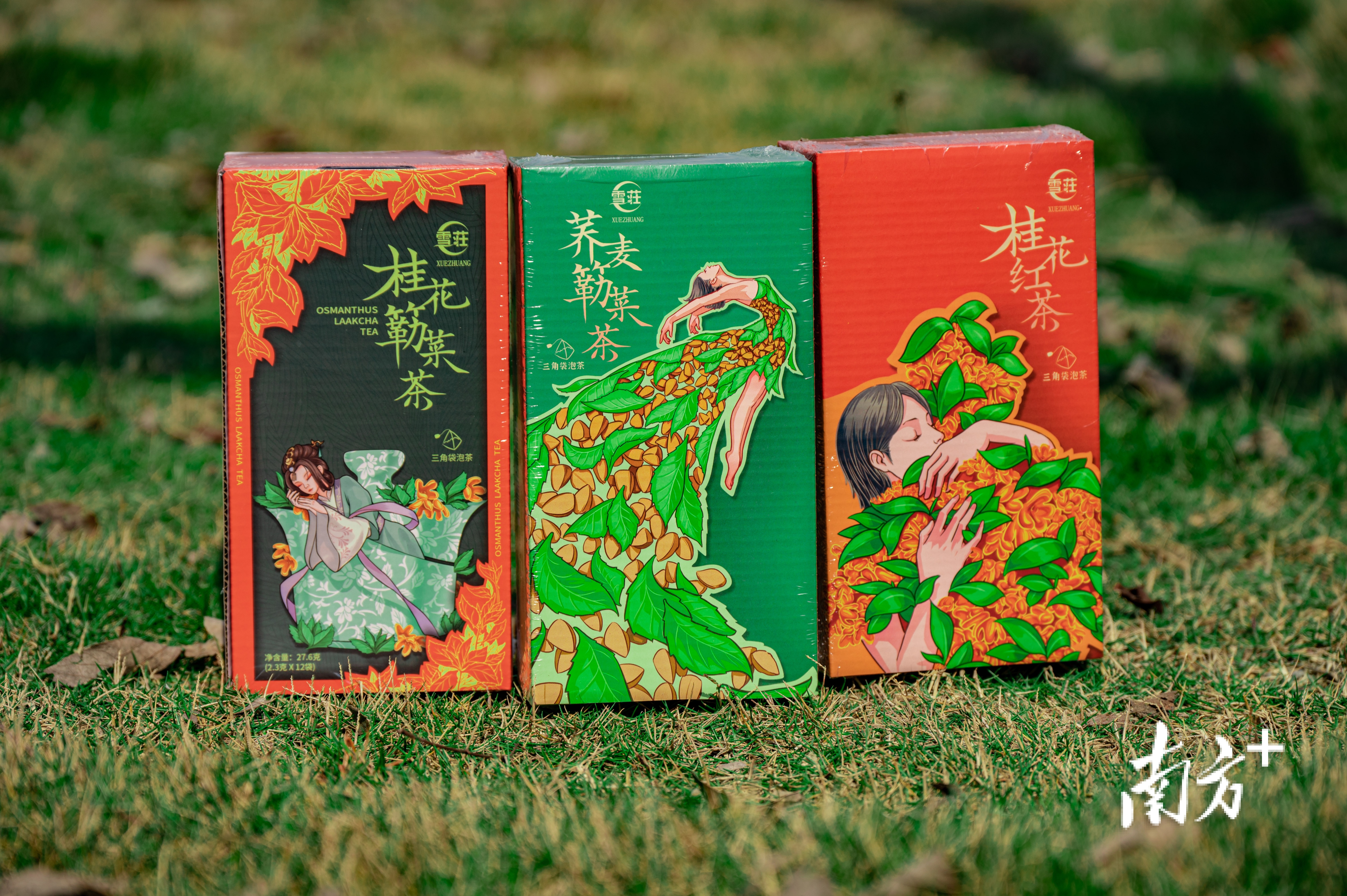 簕菜茶有更多符合年轻人口味的新品。 恩平市雪荘簕菜茶厂供图