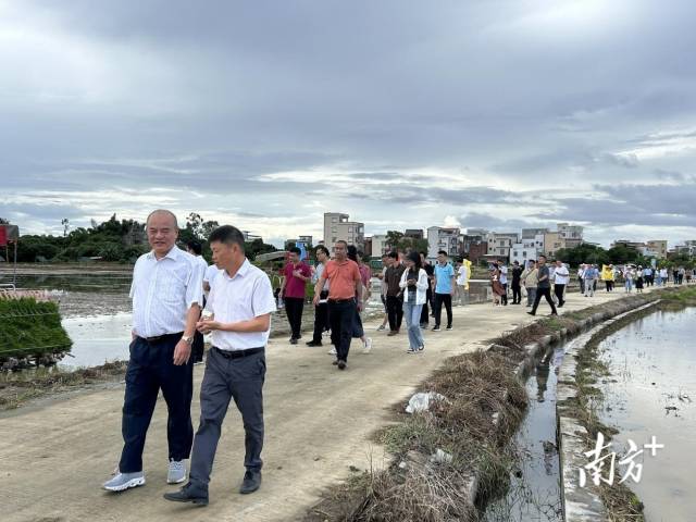 辽阔平坦的水田里，几台撒肥机械正在忙碌地奔波着；邻近地块上空，两架无人架在来回施肥作业