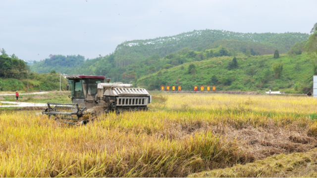 宝昇农业丝苗米种植示范基地正在进行收割作业