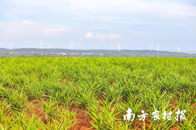 “湛品”徐闻良姜种植基地。