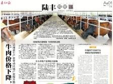 牛肉价格下降，陆丰牛企如何应对？｜一文速览《南方日报·陆丰视窗》58期