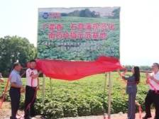 药材变药“财”！韶关武江广藿香、石菖蒲规范化种植基地落地