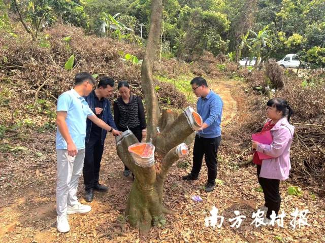 从化区农业技术推广中心科技特派员查看荔枝高接换种情况。 从化区农业技术推广中心科技特派员查看荔枝高接换种情况。