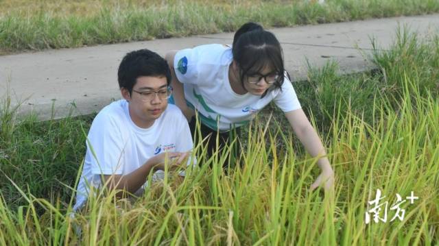 “咸田稻香”团队成员在观察海水稻生长情况。