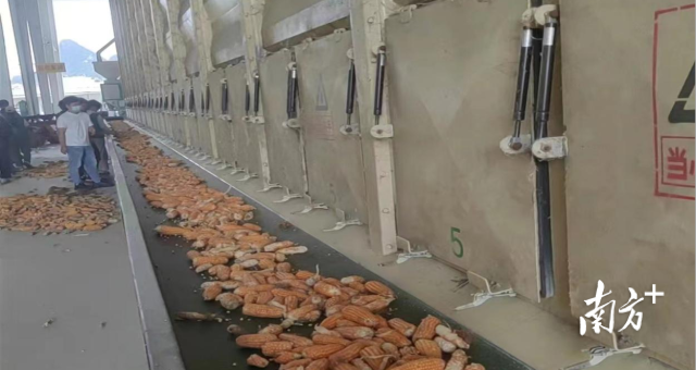 服务队参观种子烘干工厂。