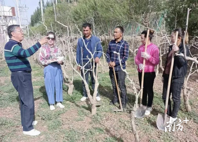 张明炎在枣园教育庄家种植枣树。