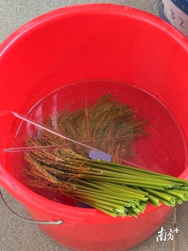 父本花穗浸泡促开花。