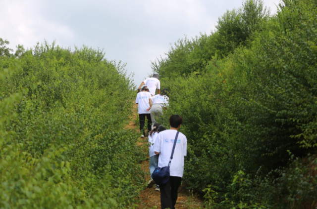团队调研拍摄永联村岗梅种植基地