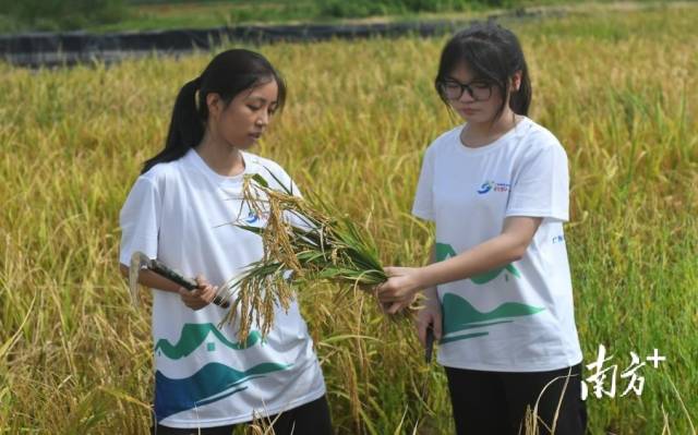 “咸田稻香”团队成员参与耐盐碱水稻收割。