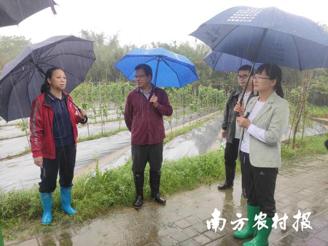 科技特派员冒雨深入田间地头。