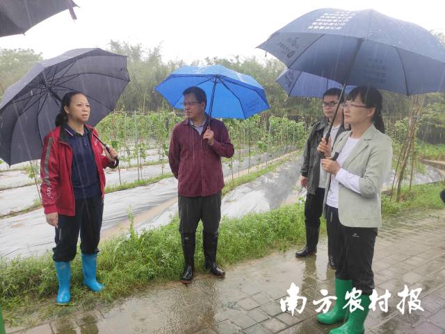 科技特派员冒雨深入田间地头。 科技特派员冒雨深入田间地头。