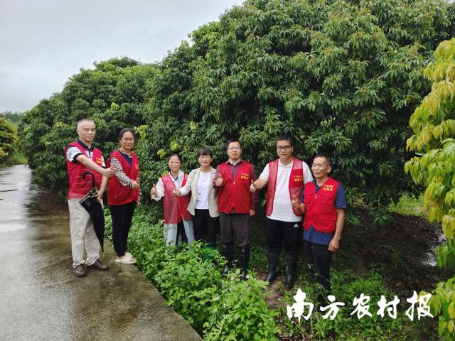 农技人员指导果树雨后管护。 农技人员指导果树雨后管护。