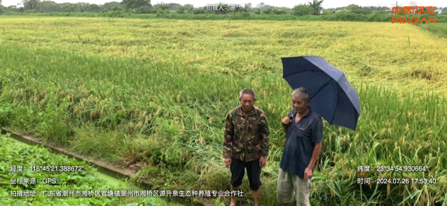 清静产险潮州中支对于接水稻种植庄家提供保险效率。