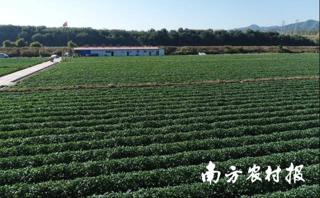 周田村绿油油的番薯地。