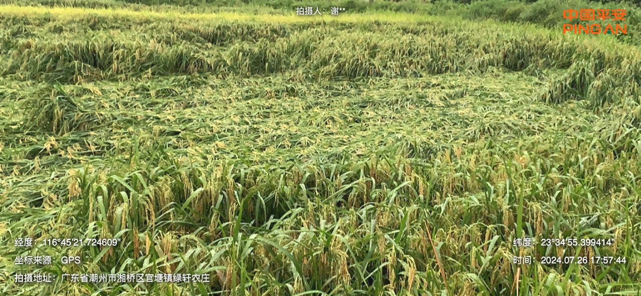 台风“格美”过境致潮州部份地域水稻倒伏。格美