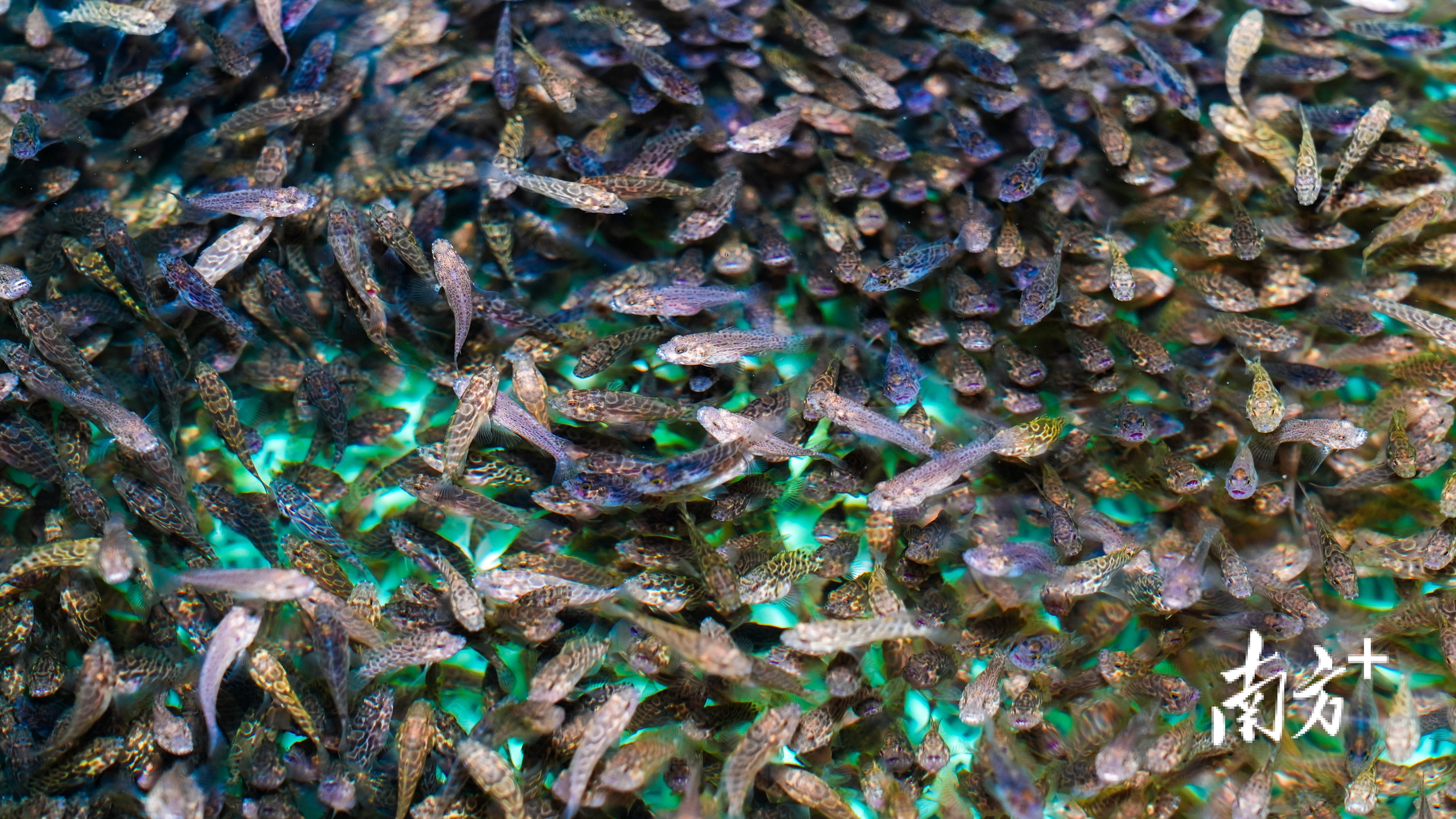 活蹦乱跳的海水鱼苗。任浩沿 摄