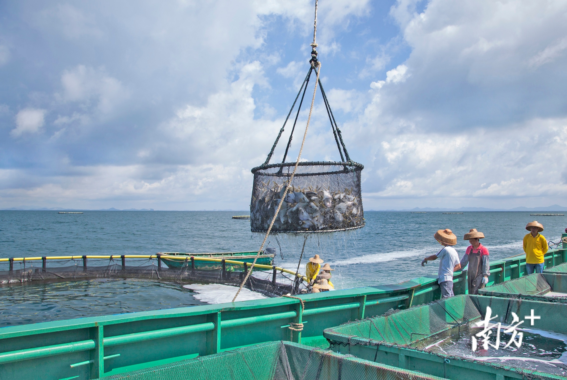 渔民正在大镬岛深海网箱养殖基地捕捞渔获。李向东 摄