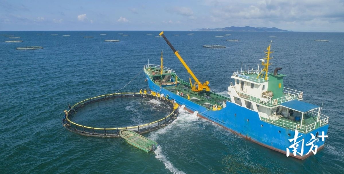 大镬岛深海网箱养殖平台。受访者供图 大镬岛深海网箱养殖平台。受访者供图