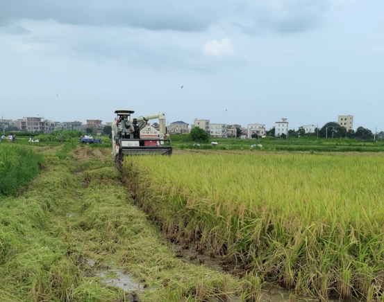 位于茂名市电白区小良镇文梭村的230亩丝苗米种植基地。  受访者供图