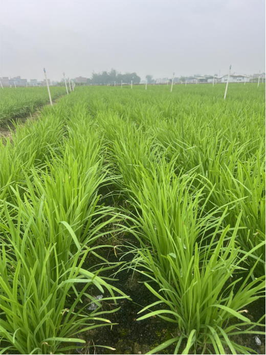 长势良好的有机韭菜。