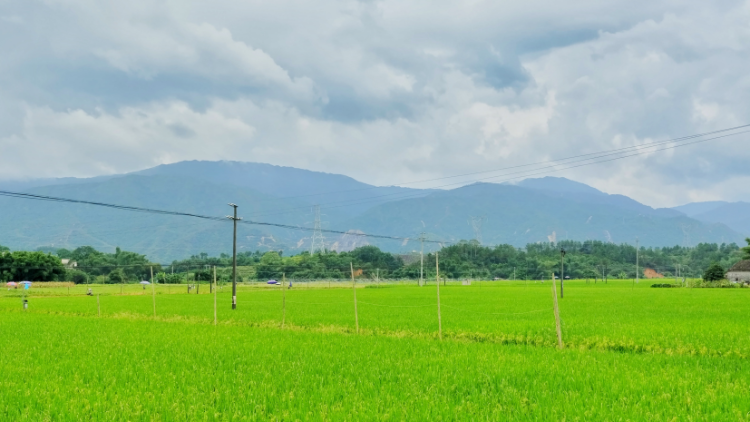 陽(yáng)春：按下生產(chǎn)托管“一鍵”，村,、社,、戶“三連”獲益丨村集體增收計(jì)⑥