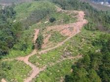 种植百亩茯苓！翁源这个村探索林下“掘金”路