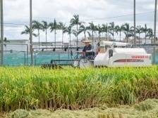 将科技力量转化为粮食产量，华农出手了！｜锚定现代化 改革再深化