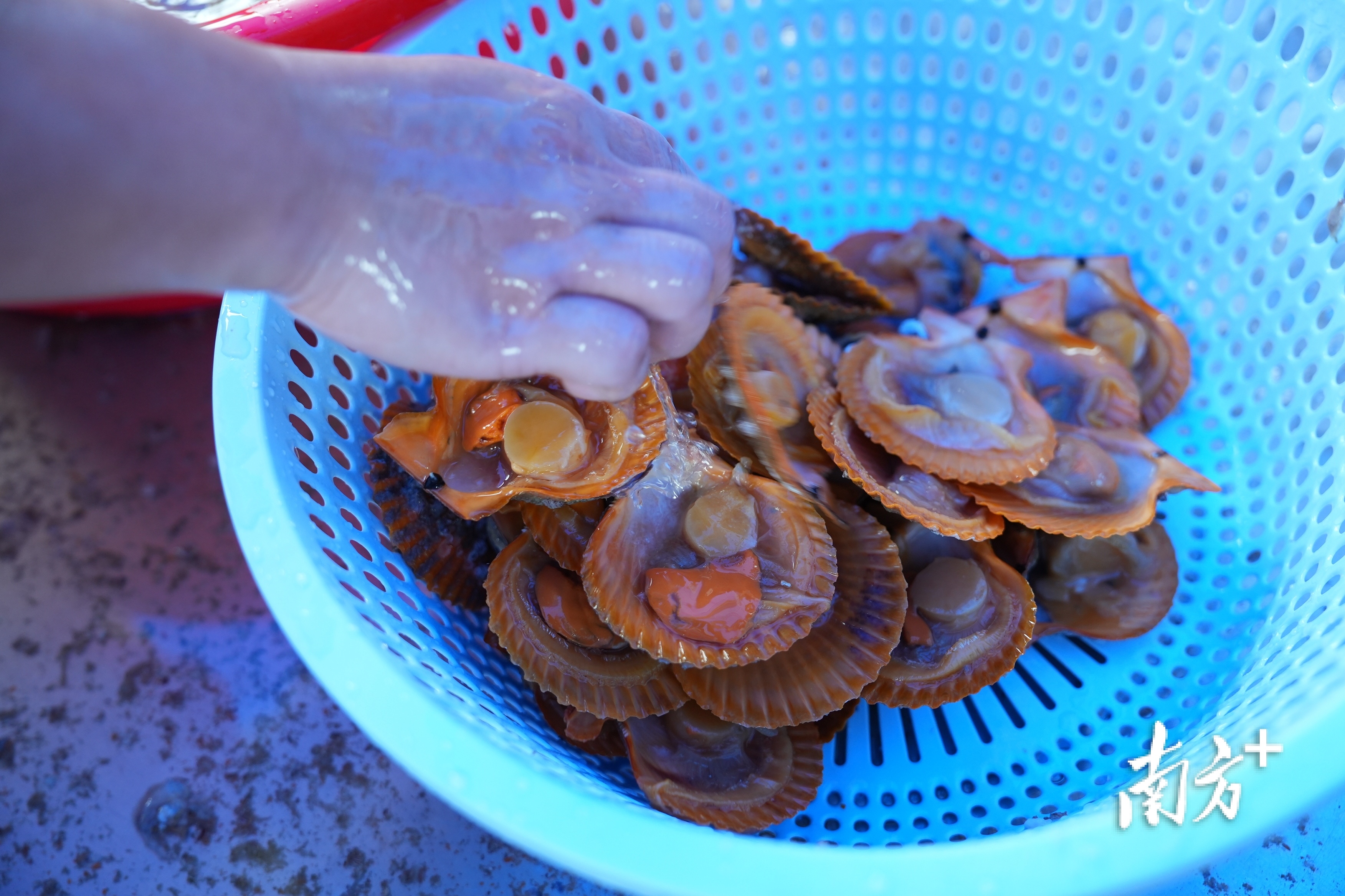 开好的扇贝肥美干净。 开好的扇贝肥美干净。