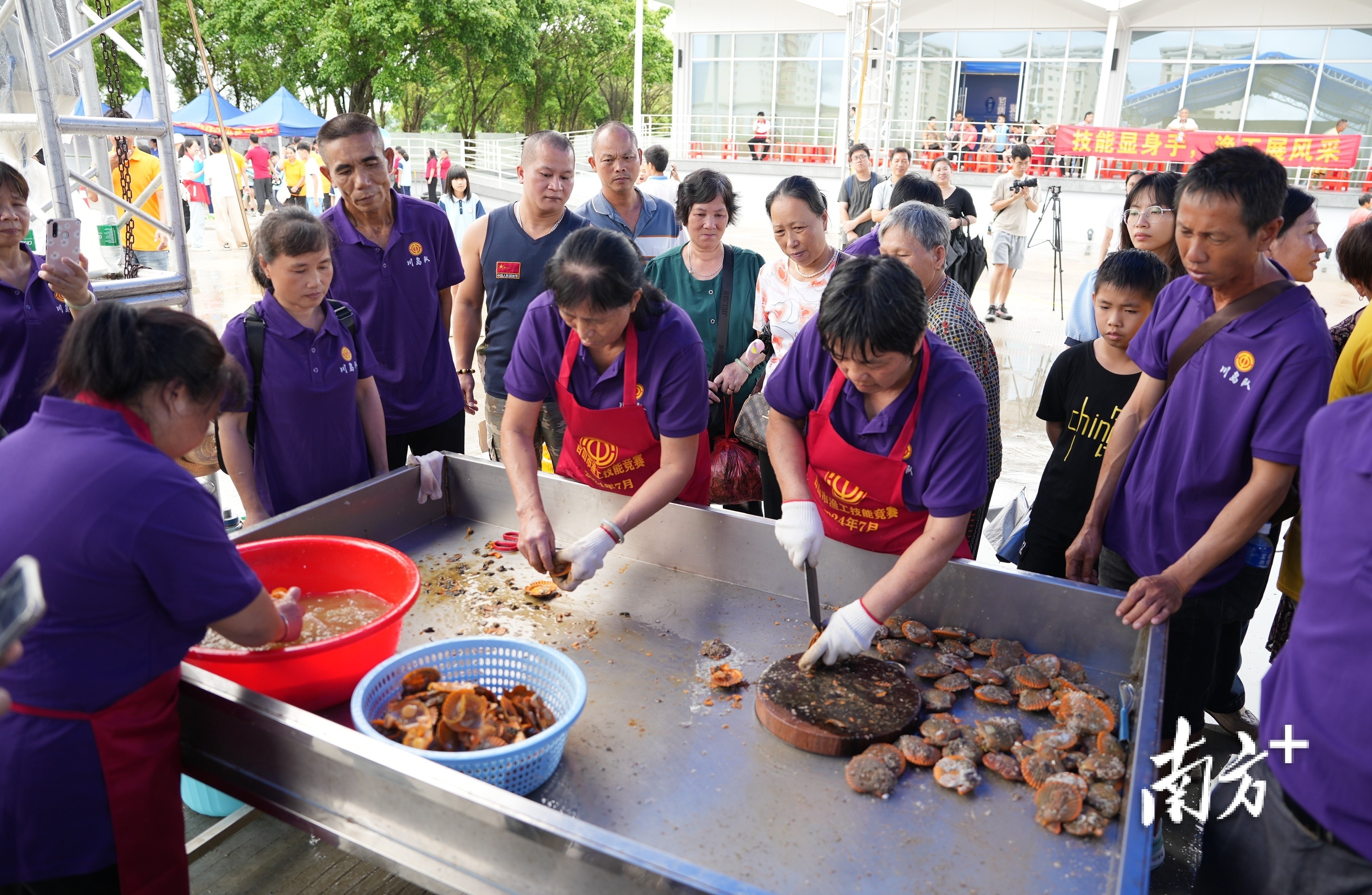 开扇贝比赛,每组3名渔民互相配合,看谁先开完100个扇贝。 开扇贝比赛,每组3名渔民互相配合,看谁先开完100个扇贝。