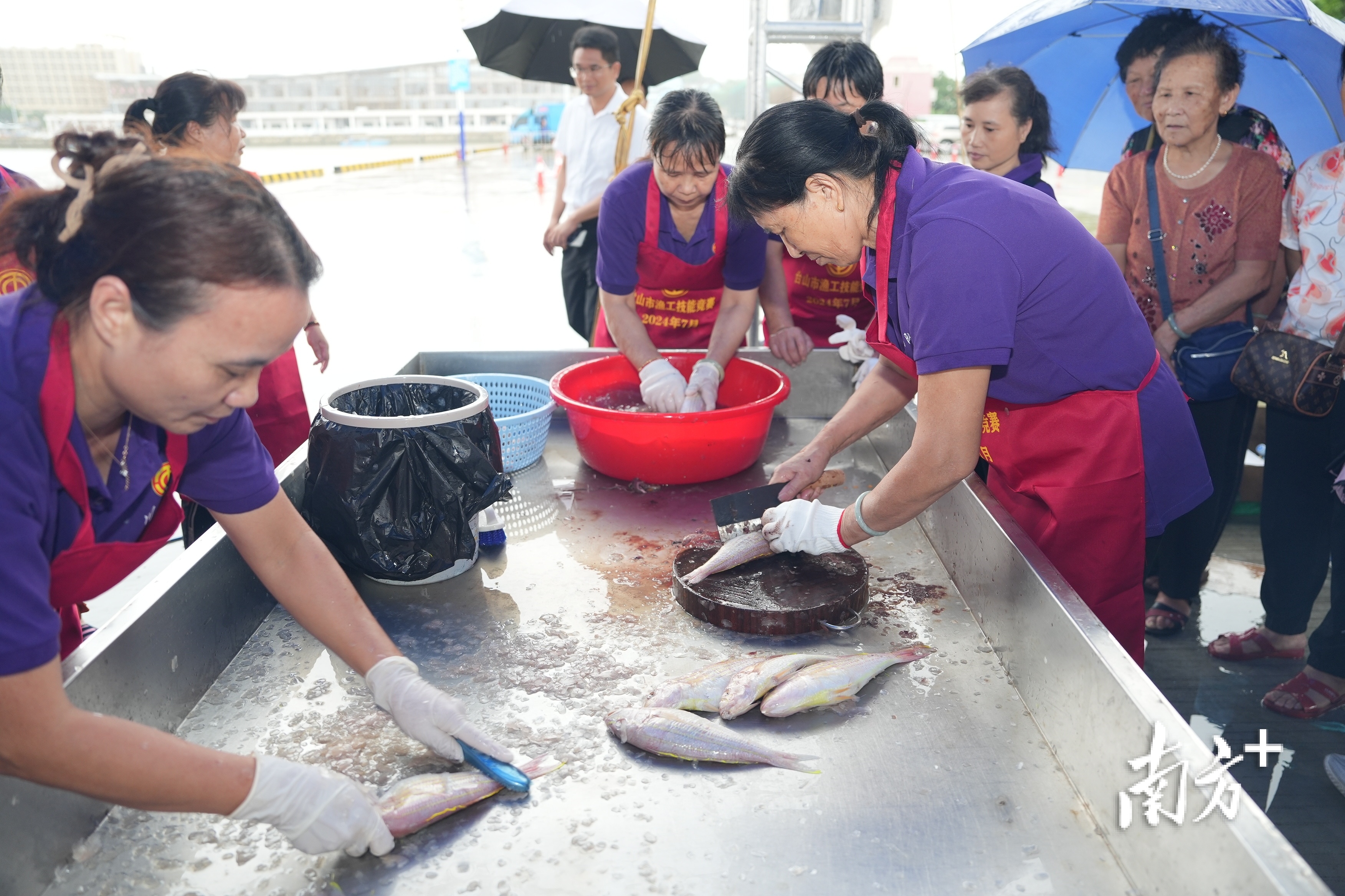 剖鱼比赛,一人打鱼鳞,一人破肚取内脏除腮,一人把鱼清洗干净。 剖鱼比赛,一人打鱼鳞,一人破肚取内脏除腮,一人把鱼清洗干净。