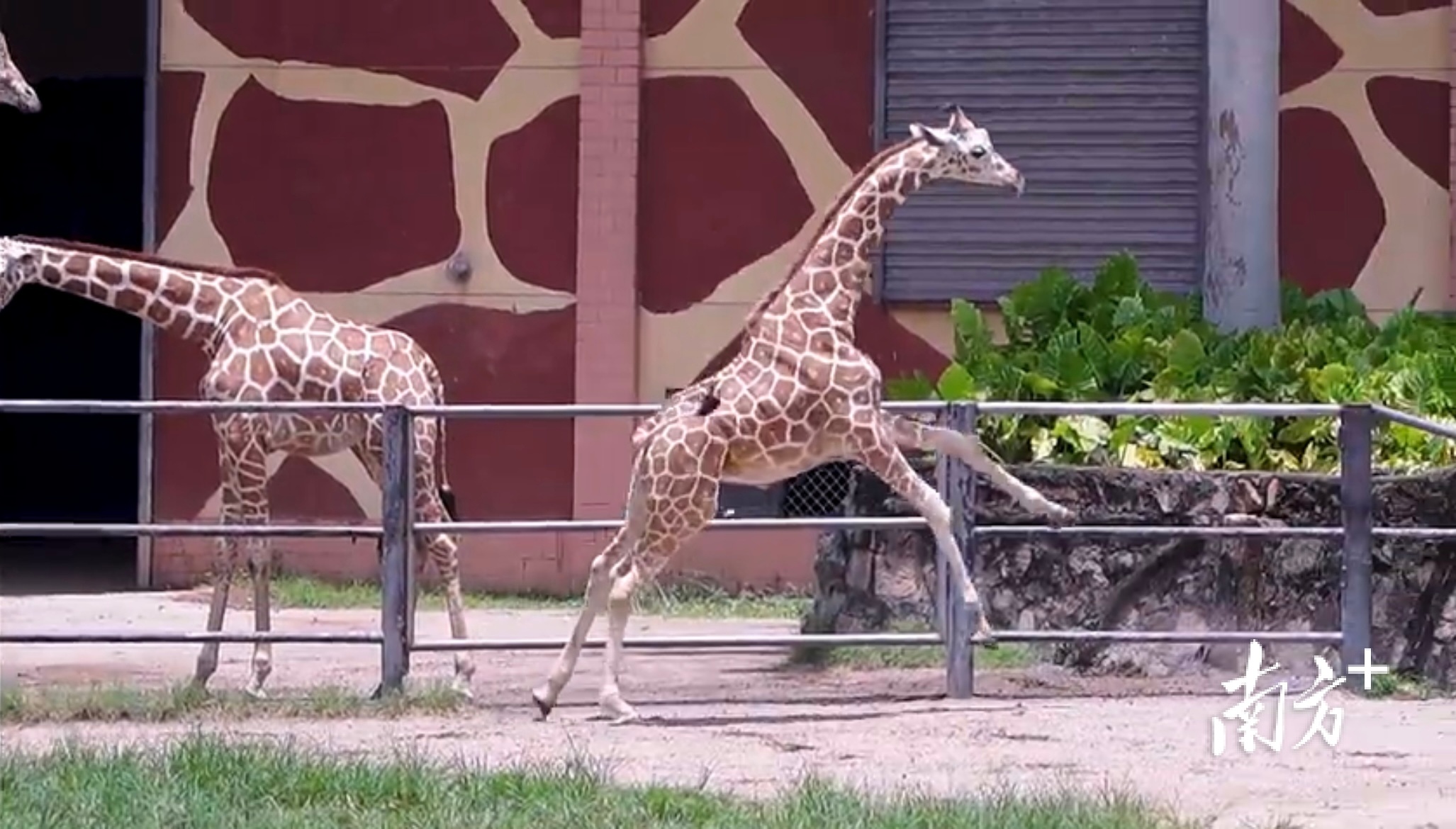 南方+ 张雅 制图