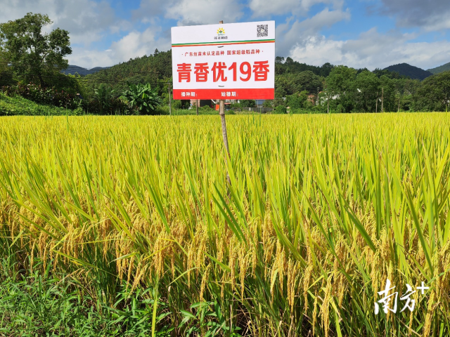 示范种植的优质稻品种青香优19香。
