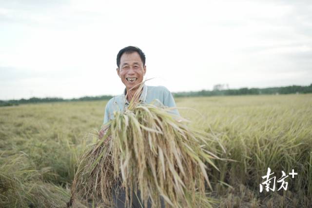 卜巢村落海红香米种植小户林开平