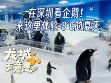 龙城有意思｜在深圳，看企鹅！来这里体验-8°C的夏天