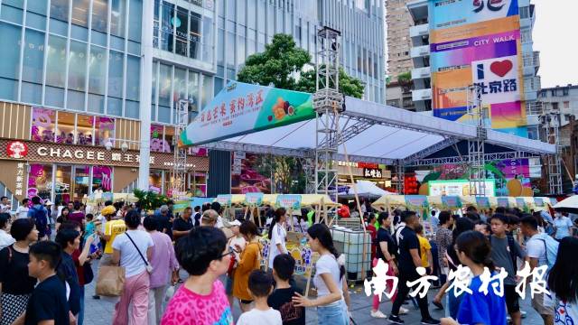 廣西百色田陽芒果吸引眾多灣區(qū)消費(fèi)者的關(guān)注,。