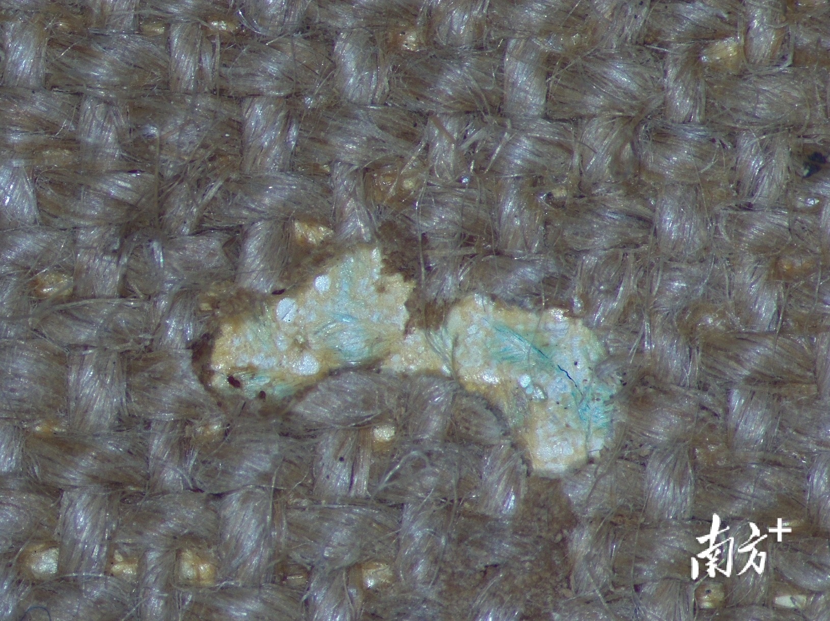 显微镜下汤小铭油画《悠然》上的白蚁洞。受访者供图。