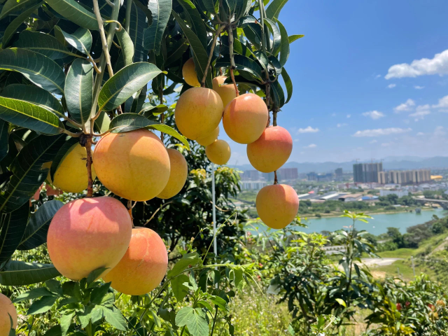 貴妃芒果,，又大又甜。