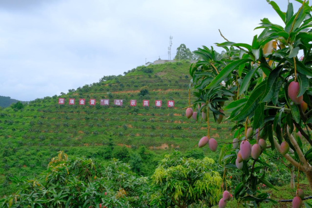 田陽區(qū)聯(lián)合深圳共同打造的金晉“圳品”芒果示范基地,。